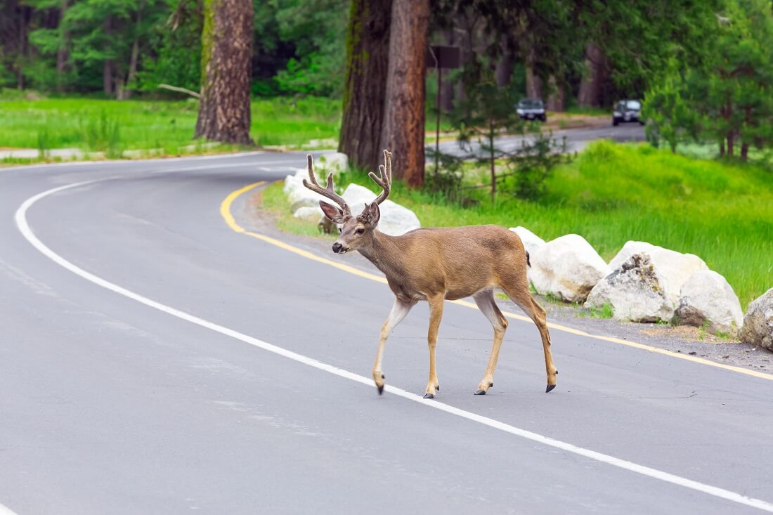 deer_road
