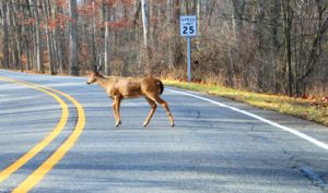 deer crossing